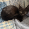 Mr. Binx.m