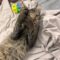 George Pawshington