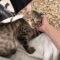 George Pawshington