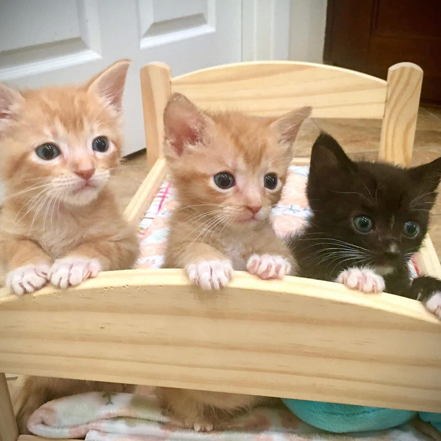 3kittens