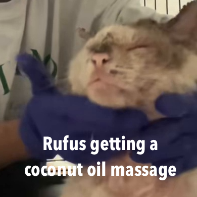 Rufus_massage_2 copy