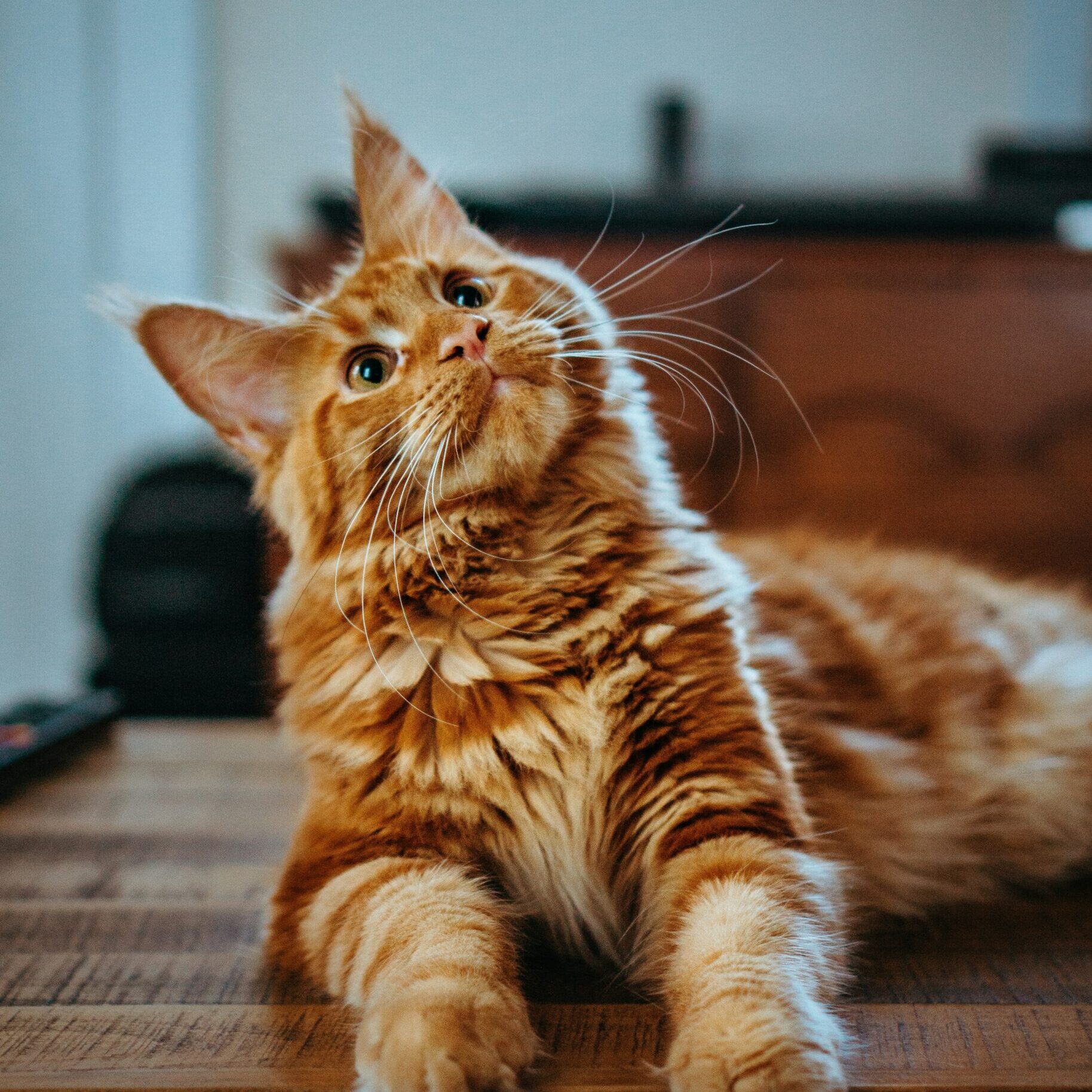Photo by <a href="https://unsplash.com/@sadmax?utm_source=unsplash&utm_medium=referral&utm_content=creditCopyText">Amber Kipp</a> on <a href="https://unsplash.com/photos/selective-focus-photography-of-orange-and-white-cat-on-brown-table-75715CVEJhI?utm_source=unsplash&utm_medium=referral&utm_content=creditCopyText">Unsplash</a>
      