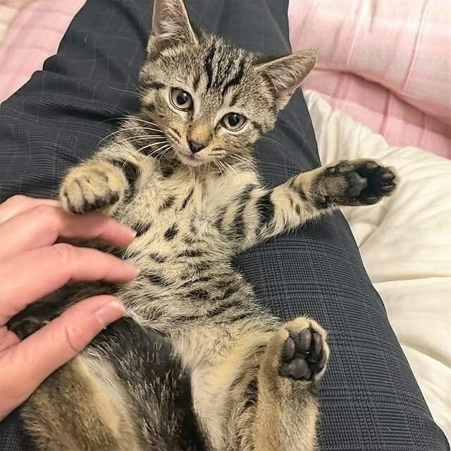 kitten legs