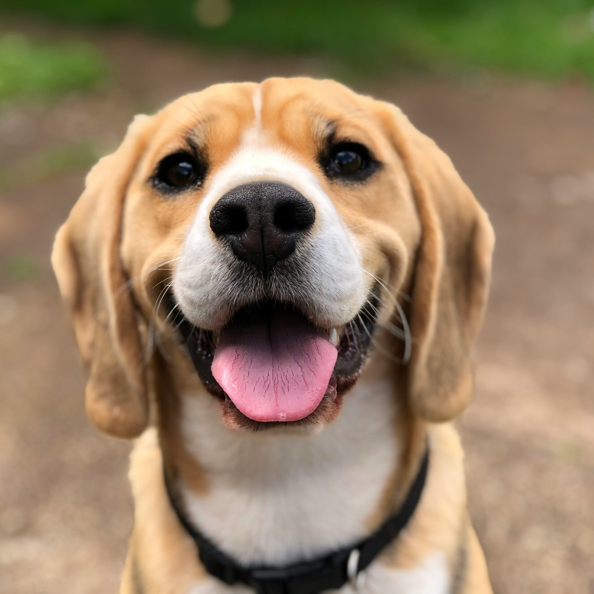 Photo by <a href="https://unsplash.com/@marliesestreefland?utm_source=unsplash&utm_medium=referral&utm_content=creditCopyText">Milli</a> on <a href="https://unsplash.com/photos/dogs-face-2l0CWTpcChI?utm_source=unsplash&utm_medium=referral&utm_content=creditCopyText">Unsplash</a>
      