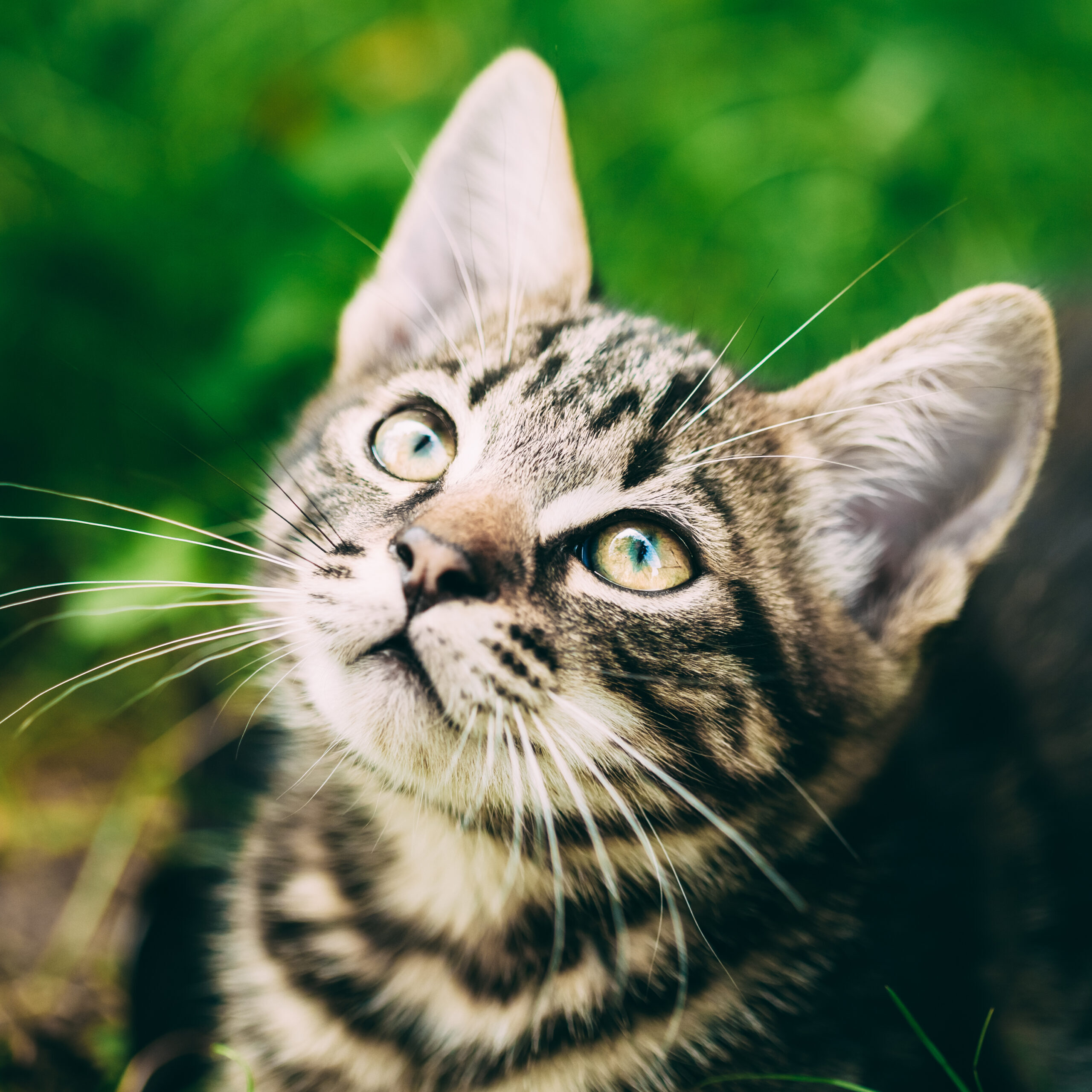 Playful Cute Tabby Gray Cat Kitten Pussycat Play In Grass Outdoor, Sunny Summer Evening